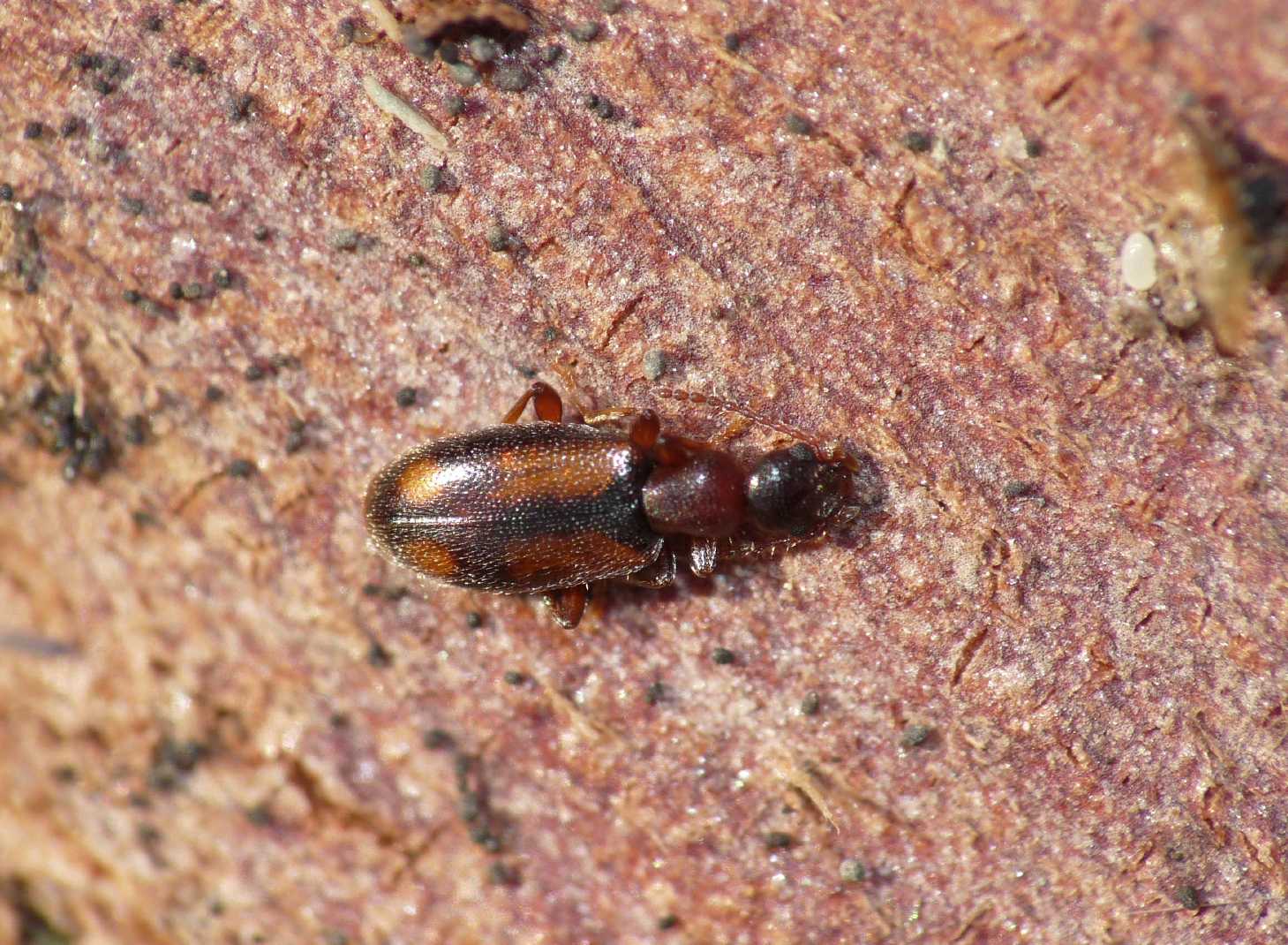 Anthicidae: Cordicomus instabilis